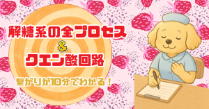 もう挫折しない！解糖系の全プロセスとクエン酸回路への繋がりが10分でわかる